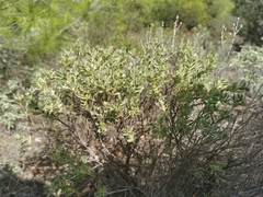 Thymelaea tartonraira