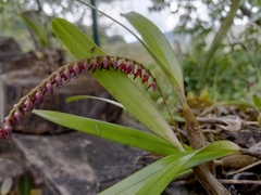 Bulbophyllum