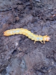 Dendroides canadensis