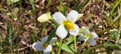 Exacum pedunculatum