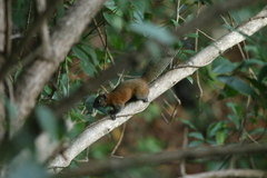 Callosciurus caniceps