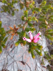 Erica gysbertii