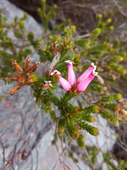 Erica gysbertii