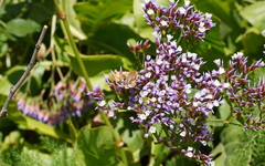 Heliothis viriplaca