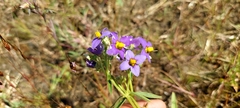 Exacum pedunculatum
