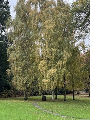Fraxinus excelsior