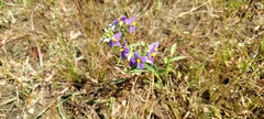 Exacum pedunculatum