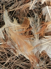 Gallus gallus domesticus