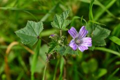Malva sylvestris