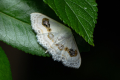 Problepsis vulgaris