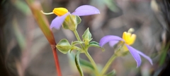 Exacum pedunculatum