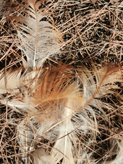 Gallus gallus domesticus