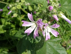 Malva sylvestris