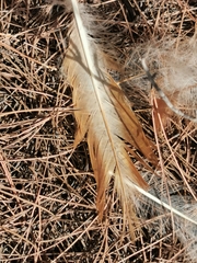 Gallus gallus domesticus