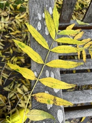 Fraxinus excelsior