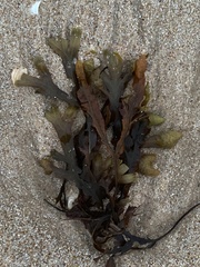 Fucus guiryi