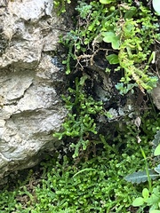 Selaginella denticulata