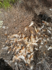 Gallus gallus domesticus