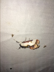 Eudryas unio