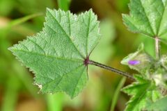 Malva sylvestris
