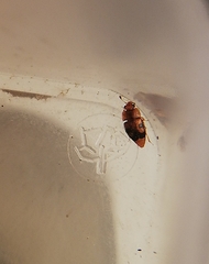 Epuraea ocularis