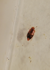 Epuraea ocularis