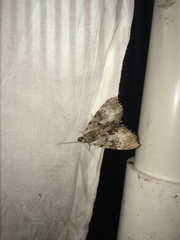 Catocala andromedae