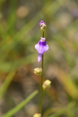Utricularia caerulea