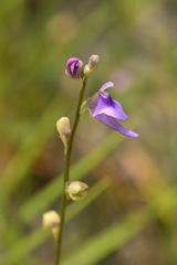 Utricularia caerulea