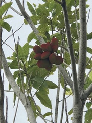 Sterculia