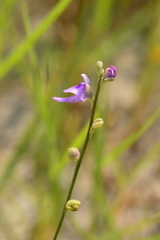 Utricularia caerulea