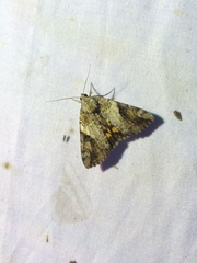 Catocala micronympha