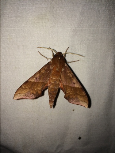 Azalea Sphinx photo 5