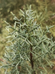 Cupressus glabra