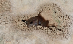 Craugastor yucatanensis