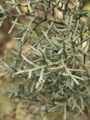 Cupressus glabra