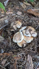 Hebeloma sacchariolens