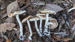 Hebeloma sacchariolens