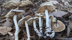 Hebeloma sacchariolens