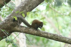 Callosciurus caniceps