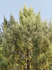 Cupressus glabra