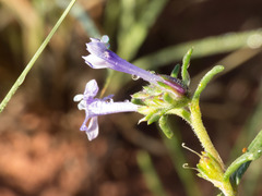 Ipomopsis multiflora