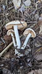 Hebeloma sacchariolens