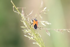 Melanopleurus belfragei