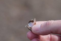 Oedipoda canariensis