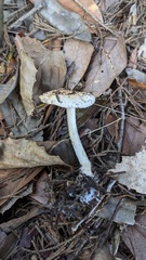 Hebeloma sacchariolens