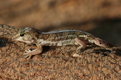 Holodactylus africanus