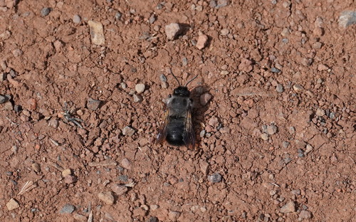 Photo of Hoary Mortar Bee (Megachile canescens)