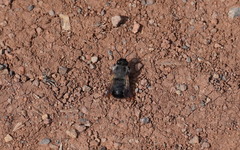 Megachile canescens