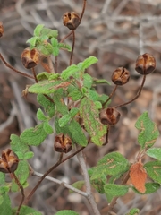 Cistus salviifolius